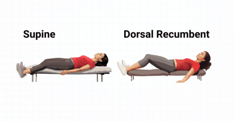 What is the Dorsal Recumbent Position? (2025)