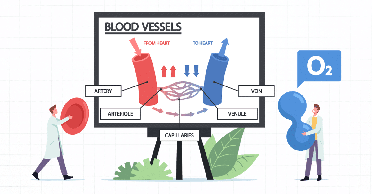 Shock Circulation Blood Vessels Vector Illustration