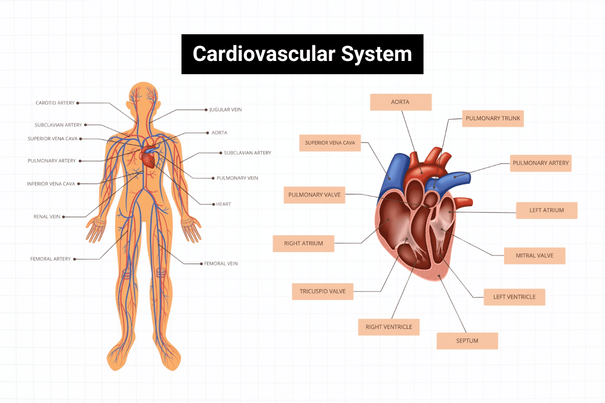 Cardiovascular System Labeled Vector Illustration