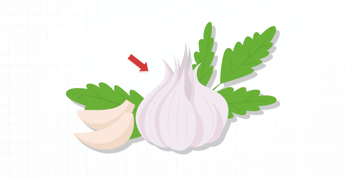 Garlic benefits for the lungs vector illustration