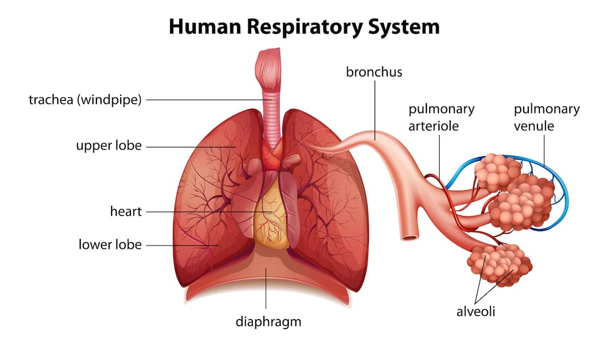Human respiratory system lung anatomy vector illustration