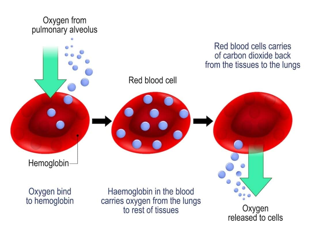 Shunt vs. Dead Space vs. V/Q Mismatch: An Overview (2024)