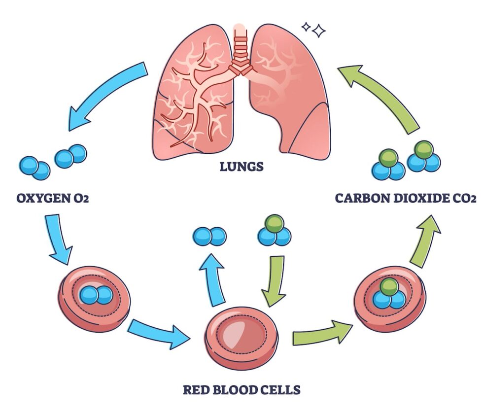 What Distinguishes Cellular from Pulmonary Respiration?
