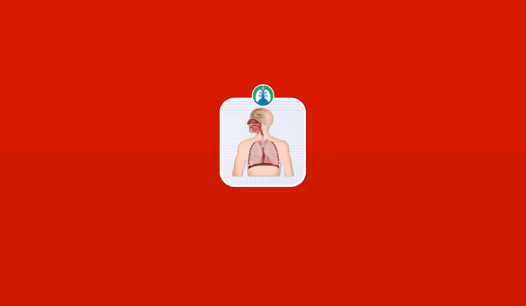What are the Accessory Muscles of Breathing? (2025)