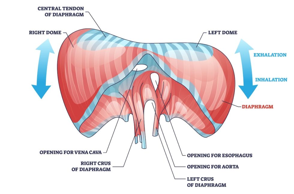 What are the Accessory Muscles of Breathing? (2024)