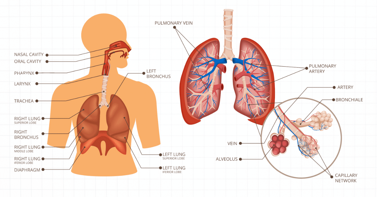 human respiratory system how the lungs work vector illustration labeled