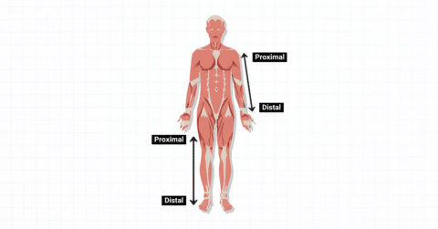 Proximal vs. Distal: What's the Difference? (2026)
