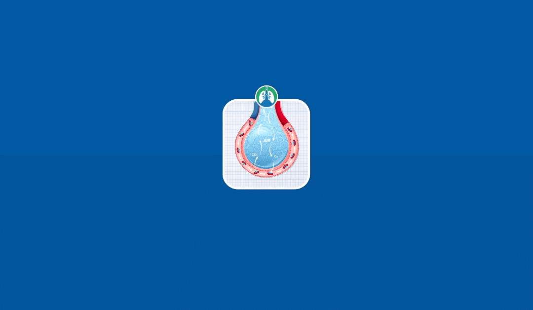 Respiration: Overview, Process, and Clinical Importance