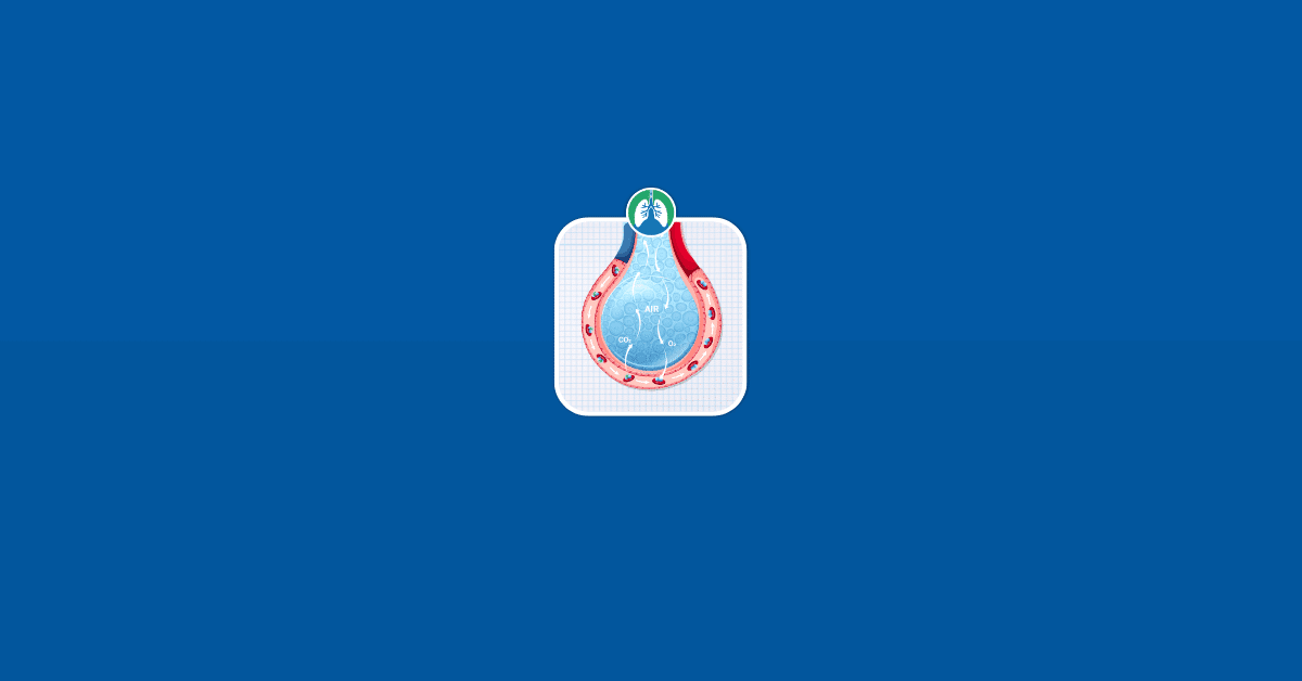 Respiration lungs gas exchange Vector