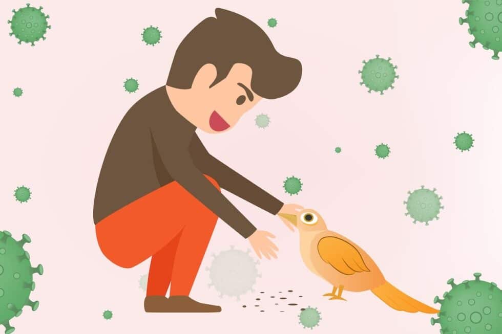 Bird Flu (Avian Influenza) Causes, Symptoms, and Treatment