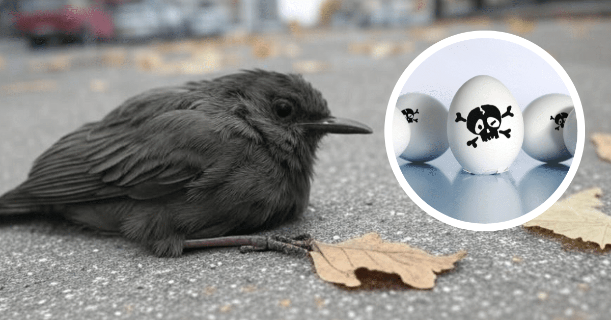 Bird flu death reported avian flu Bird flu death reported avian flu