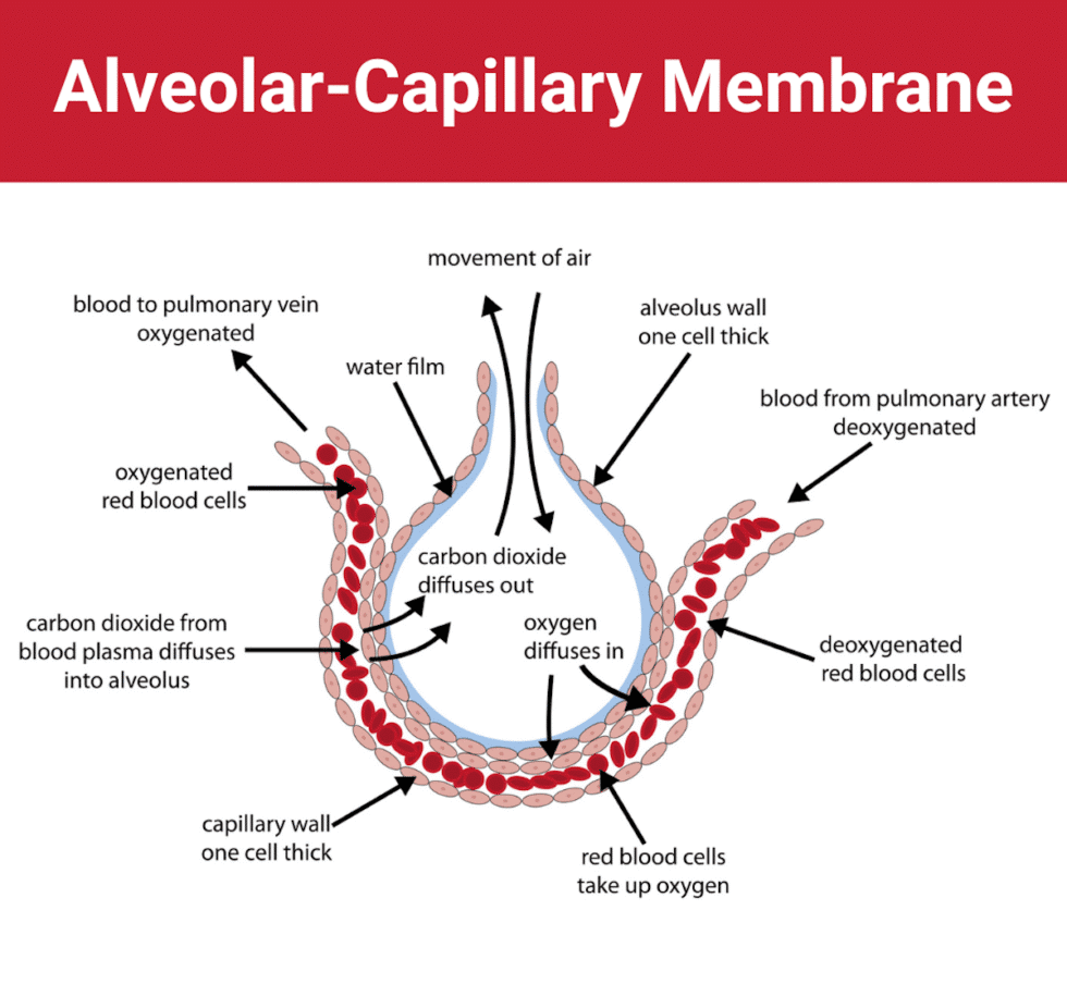 Alveolar-Capillary Membrane: Overview and Practice Questions
