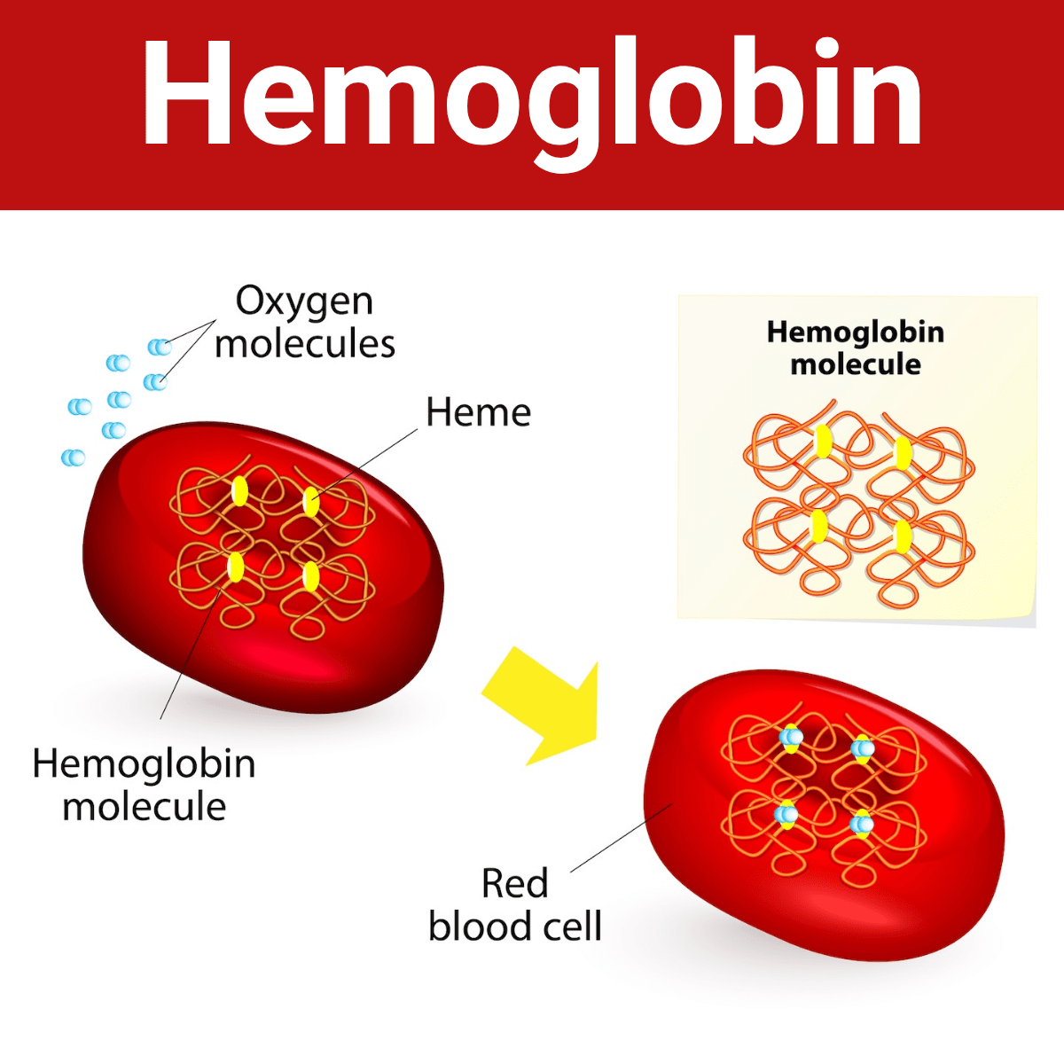 Hemoglobin Illustration Infographic
