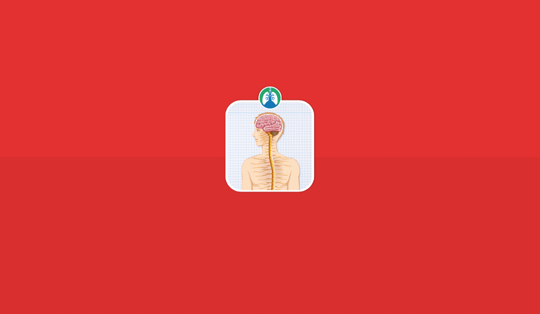 Vagus Nerve: Role in Respiratory Function and Clinical Care