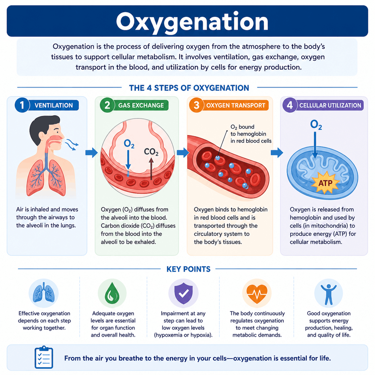 Oxygenation: Physiology and Assessment in Respiratory Care
