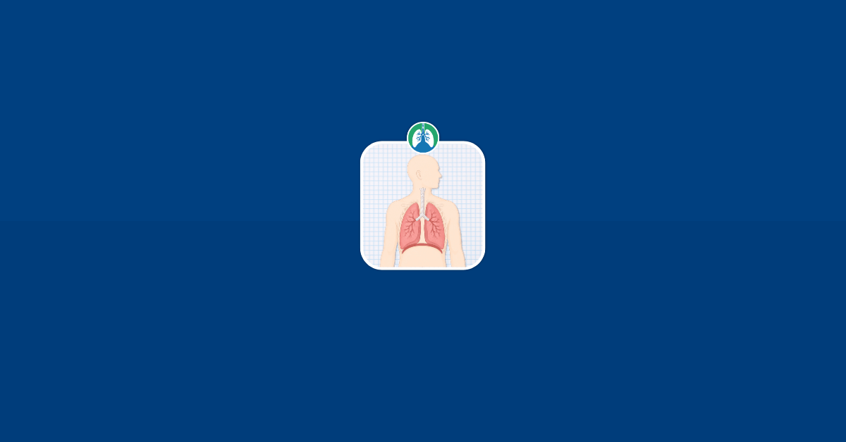 Eupnea Normal Breathing Vector Image Eupnea Normal Breathing Vector Image