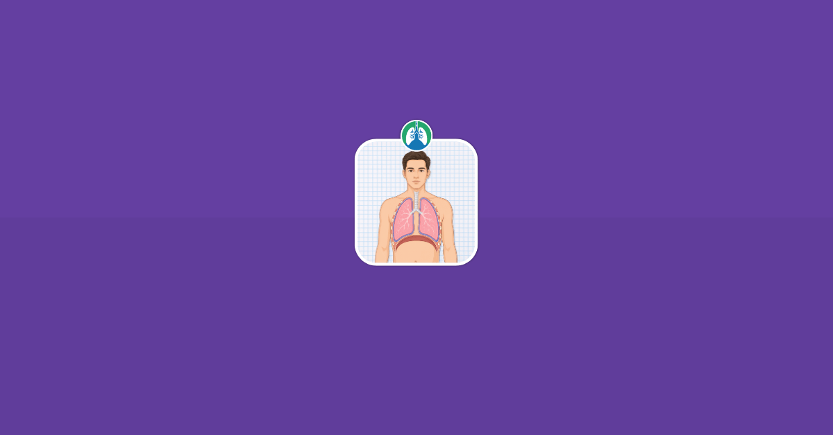 Parietal Pleura Lungs Illustration Vector Parietal Pleura Lungs Illustration Vector