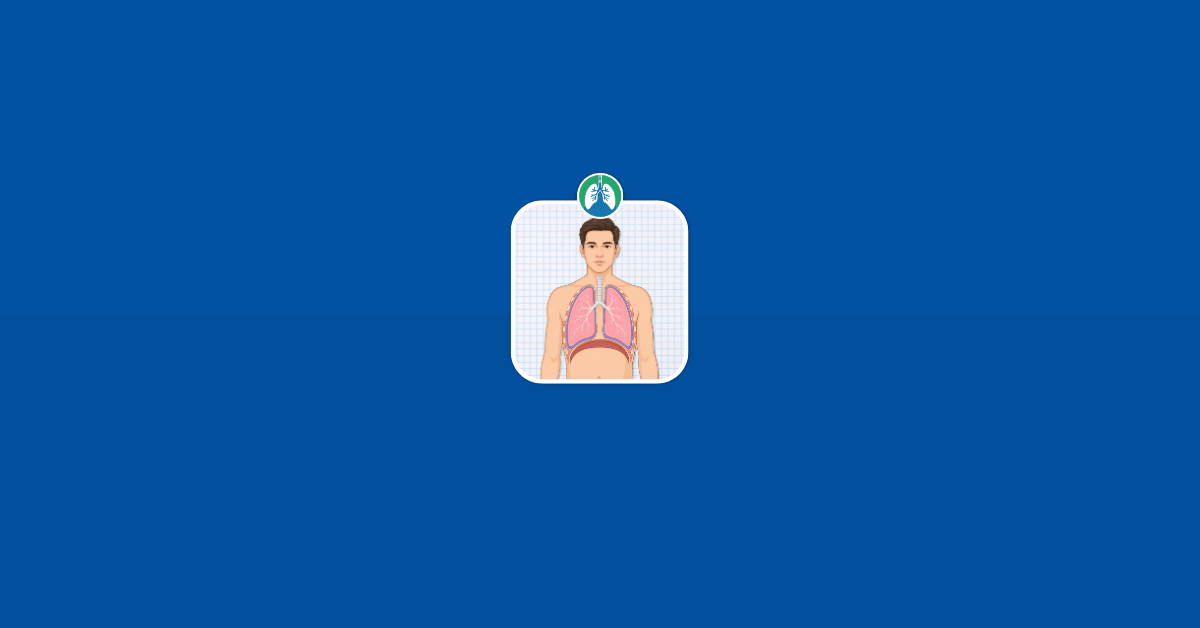 Pleura lungs Illustration Vector Pleura lungs Illustration Vector