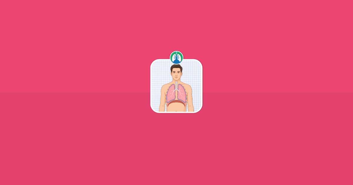 Visceral Pleura Lungs Illustration Vector Visceral Pleura Lungs Illustration Vector